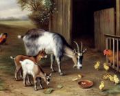 埃德加亨特 - Goats And Poultry